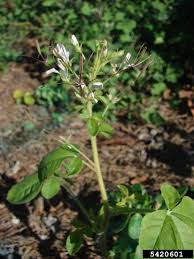 Image result for Cleome gynandra