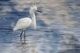 Nov 20, 2018 · white ibis (eudocimus albus): 20 Unique Birds With Long Legs With Pictures Wildlife Informer