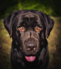 How Long Do Labs Live The Ins And Outs Of Labrador Health And Lifespan Your Dog Advisor