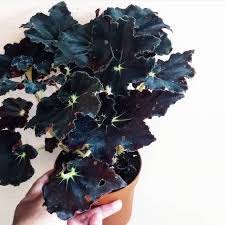 Begonia Black Velvet Begonia Plants Indoor Plants