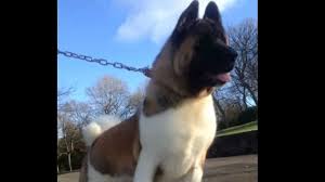 The akita is a large breed of dog originating from the mountainous regions of northern japan. American Akita Zion Youtube