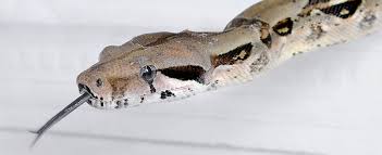 Boa Constrictor Care Sheet Hugglepets