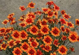 Crazy daisy flowers, amman, jordan. Coreopsis Desert Coral Tickseed Heat Tolerant Plants Plants