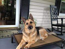 We did not find results for: German Shepherd Dog Beds Kuranda Dog Beds