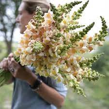 Snapdragons Apricot Floret Flower Farm Snapdragons Flower Food Start Seeds Indoors