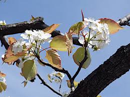 Image result for Pyrus pyrifolia
