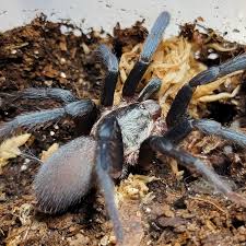 Image result for Scleria hispidula