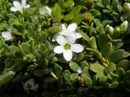 Image result for Samolus