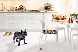 They are of the small dog breed family. French Bulldog Raw Diet French Bulldog Breed