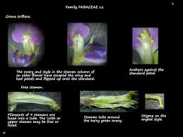 Image result for Grona triflora