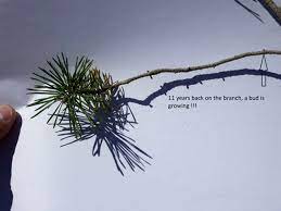Awaken a deeper awareness, find your purpose, and manifest your dreams today! Back Budding Feed Your Bonsai Bonsai Bark