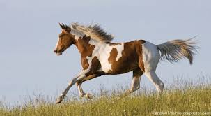 Pin On Horses