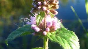 Image result for Pedaliaceae