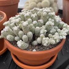 Cactus with white needles free photo. Mammillaria Vetula Fragilis Syn Mammillaria Gracilis Var Fragilis Mammillaria Fragilis Thimble Cactus Fragilis In Gardentags Plant Encyclopedia