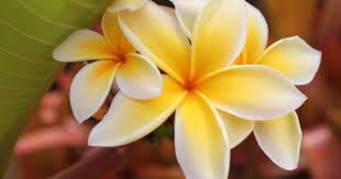 Jasmine Flower Tattoo Idea Jasmine Flower Tattoos Flower Tattoos Jasmine Flower