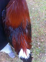 With the rising cost of poultry feeds, farmers rearing chickens areincreasingly finding it difficult to make profit from poultry keeping. Dumor Chicken Feed Anyone Getting Dust Instead Of Crumbles Backyard Chickens Learn How To Raise Chickens