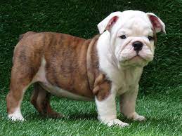 Free English Bulldog Adoption English Bulldog Puppies For Sale Adoption From Dallas Texas English Bulldog Puppies Bulldog Puppies Bulldog Puppies For Sale