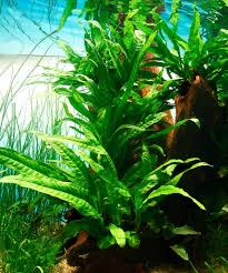 We did not find results for: Java Fern Care Guide Fish Feeling