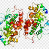 In addition, the enzyme can cut and inactivate some human proteins important. 1