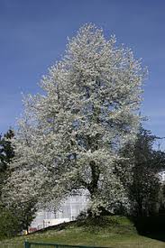 Learn how to stop hungry birds from stealing your cherries with these tips from avian enterprises. Cherry Tree Wiktionary