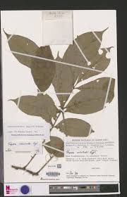 Image result for Vepris zambesiaca