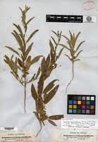 Image result for Ipomoea coscinosperma