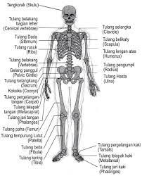 Maybe you would like to learn more about one of these? Gambar Dan Fungsi Rangka Manusia
