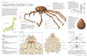 Japanese Spider Crabs All About The Giant And Scary Crabs