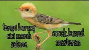 Suara kicau burung cici merah betina super master kicau. Terapi Suara Salome Betina Mp3 Storymusik