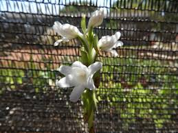 Image result for Satyrium kitimboense