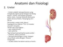 14 infeksi saluran kemih adalah merupakan reaksi inflamasi saluran kemih terhadap masuknya pengkajian sistem perkemihan. Patologi Sistem Perkemihan Tractus Urinarius Ppt Download