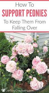 Pin On Gardening Ideas