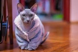 Hairlessness in cats is a naturally occurring genetic mutation; Do Sphynx Cats Need To Wear Clothes What You Need To Know Faqcats Com