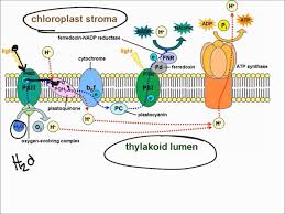 Check spelling or type a new query. Light Dependent Reactions Youtube