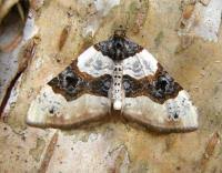 Image result for Cosmorhoe ocellata