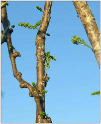 Image result for Tinospora fragosa