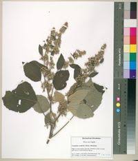Image result for Triumfetta cordifolia