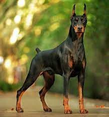 Maybe you would like to learn more about one of these? Ø³Ú¯ Ø¯ÙˆØ¨Ø±Ù…Ù† Ø¢Ø´Ù†Ø§ÛŒÛŒ Ø¨Ø§ Ù†Ú˜Ø§Ø¯ Doberman Ùˆ ÙˆÛŒÚ˜Ú¯ÛŒ Ø¢Ù† Ù‡Ø§ Ù†Øª Ù†ÙˆØ´Øª