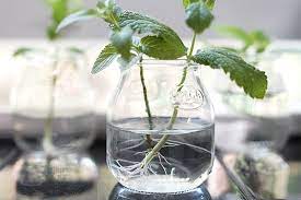 We did not find results for: Grow An Endless Supply Of Herbs From Cuttings Learningherbs