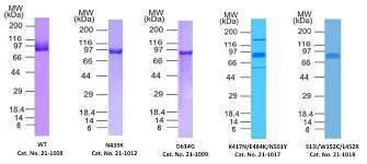 Burgdorf l 452 uploaded by franz scharner (2) lenco; Sars Cov2 Spike S1 Mutant Sampler Set 21 1013