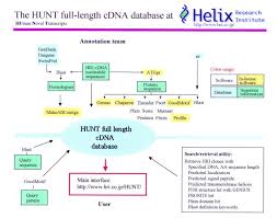 A dna molecule that is complementary to a specific messenger rna. Hunt Launch Of A Full Length Cdna Database From The Helix Research Institute Abstract Europe Pmc