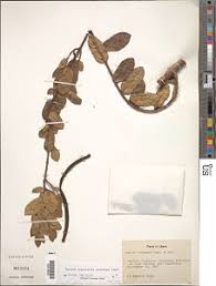 Image result for Baissea