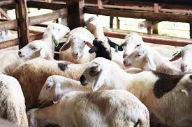 Check spelling or type a new query. Ibadah Qurban 3 Hikmah Qurban Dan Keutamaannya Mamikos Info
