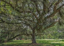 Maybe you would like to learn more about one of these? Southern Magic Live Oak Tree Dripping With Spanish Moss Photograph By Dale Powell