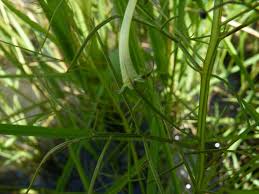 Image result for Rhamphicarpa