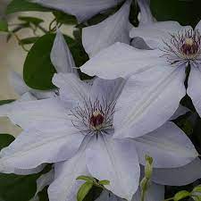 Check spelling or type a new query. Clematis Bernadinea Evipo061 Plants Thompson Morgan