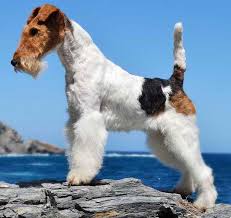 Wire Fox Terrier Fox Terrier Wire Fox Terrier Terrier Dog Breeds