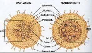 Akar Monokotil Dan Dikotil Pengertian Fungsi Sifatnya