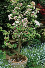 Trim away any crossover branches or ones that droop down. How To Grow Dwarf Fruit Trees Finegardening
