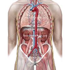 Sternum, ribs (and costal cartilages), and thoracic vertebrae. Medical Illustrations Muscle Vascular Abdominal Wall Anatomy